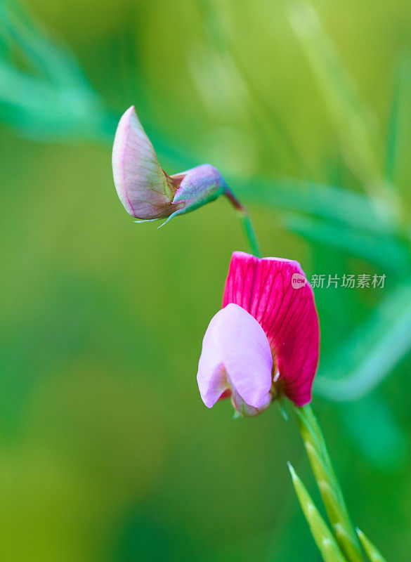 西班牙紫菜- Lathyrus clymenum